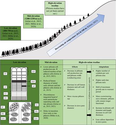 Do Growth-Limiting Temperatures at the High-Elevation Treeline Require an Adaptation of Phloem Formation and Anatomy?